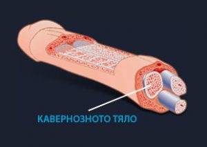 структура на пениса - кавернозни тела