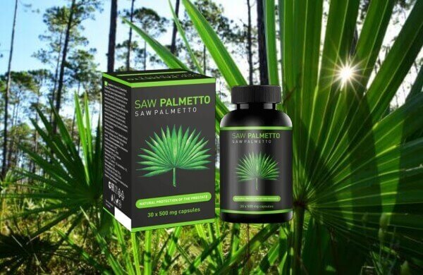 Saw Palmetto, палма джудже