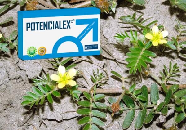 potencialex състав, билка бабини зъби