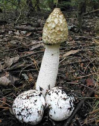 Гъбата Phallus Impudicus