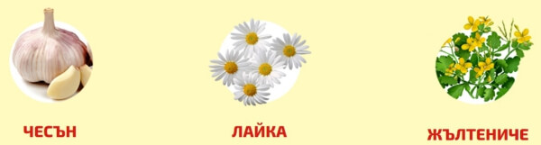 чесън, лайка